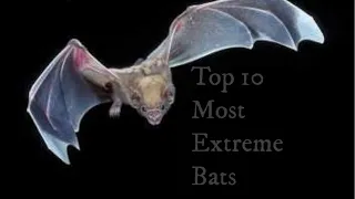 Top 10 Most Extreme Bats