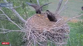 Nearly 30 Mins of Non-Stop Nest Action - Kansas Eagles Ellie, Harvey, Wichita, Cheyenne (5/22-5/25)