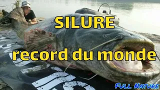 Top 20 des PLUS GROS SILURES du MONDE !