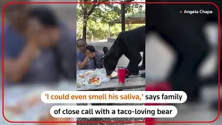 Family recounts close call with taco-eating bear