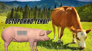 Что не так с нашими Коровами, и Свиньями !!!