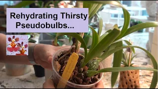 How to Rehydrate Thirsty Orchid Pseudobulbs | Orchid Soak for Dehydrated Plant | Dry Orchid Revival