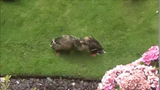 Duck squabble