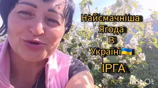 ІРГА - найсмачніша ягода для ЛАСУНЧИКІВ !!!