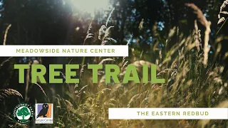 Stop 1 - The Eastern Redbud: What’s not to love? (Meadowside Nature Center's Tree Trail)