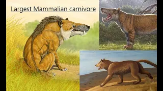 The Largest mammalian land carnivore that ever lived?