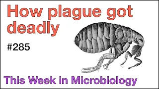 TWiM 285: How plague got deadly