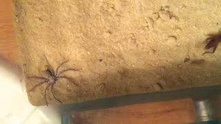 Feeding my six eye sand spider ( Sicarius sp )