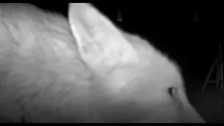 Fox Videos Only Edit GardePro A3 Wildlife Trail Camera 1 of 2 Worcester, UK  17th April 2023