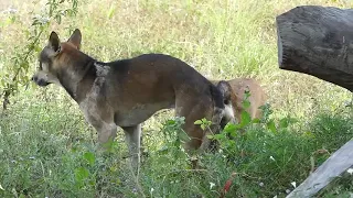 Dog Traditional Meeting dog meeting video in village  summer season। rural dogs first time  Meeting