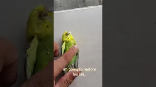 How to revive dead bird..🤣🤣🤣🤣