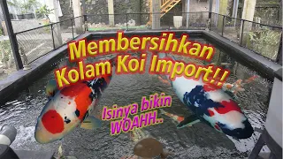 Rahasia Kolam Koi selalu Jernih dan bersih