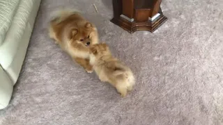 Pomeranian puppies run and bark making cute sounds