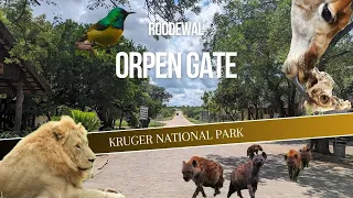 KRUGER NP | Roodewal to Orpen Gate | The One with Kruger Gifts