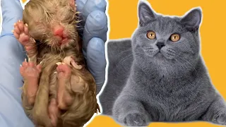 New Life is Coming❗Cat Giving Birth to 6 Kittens Emotional ❤️ British Shorthair Cat Labor & Delivery