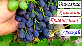 Урожай и особенности винограда Кишмиш Брависсимо. Есть ли косточки в ягодах этой гибридной формы?