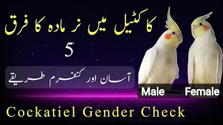 Cockatiel gender confirmation | male female difference in cockatiel