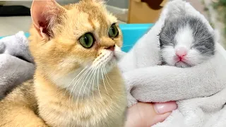 Adopted kitten kisses mom cat so that she feeds him