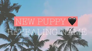 PICKING UP NEW PUPPY VLOG/REVEALING NAME!!