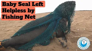 Seal Left Helpless by Fishing Net