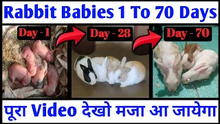 The Cuttest Rabbit Baby Bunny Growing Up 1 To 70 Days | Baby Rabbits Grow Up Video 2023