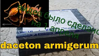 Посылка с daceton armigerum распаковка от AntGart за 110к. руб. 1 апреля