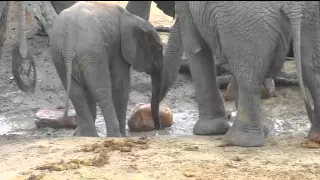 Feb 17 Djuma Waterhole Cam: Elephants, Look for the new Baby!