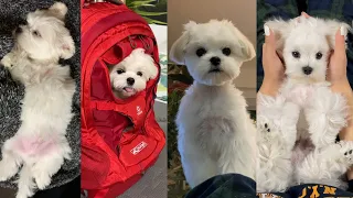 🥰 CUTE AND FUNNY 🤣 DOG VIDEO COMPILATION 2022