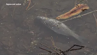 В пруду села Кукшумы массово гибнет рыба