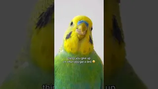 Birds be like...😳🤌