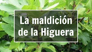 La higuera maldita