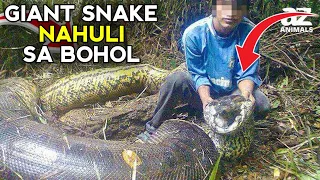 ACTUAL VIDEO DAMBUHALANG AHAS SA BOHOL | MGA HIGANTENG AHAS SA BUONG MUNDO