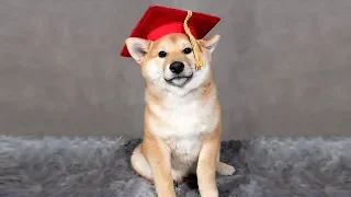 Shiba Graduates Puppy School!