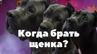 КАНЕ КОРСО.ИДЕАЛЬНОЕ ВРЕМЯ.Когда брать щенка?#канекорсо сдодержание