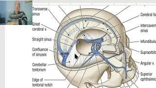 Anatomy of head and neck module in Arabic 46 (Dural Folds) , by Dr. Wahdan