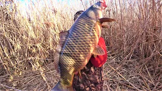 THE LARGEST CARP 2022 IN THE WINTER FOR CAKE AND OLD METHOD! Fishing in the cold with an overnight