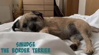 Smudge the Border Terrier is ready for her walk!!