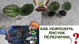 Как  я укореняю листики  арбузной пеперомии