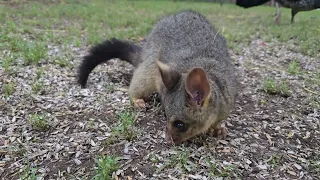 Bubba possum enjoying the birb fruit and seeds