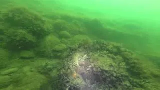 Zemūdens niršanas ekspedīcija uz Saratov / Saratow / Leopold II shipwreck