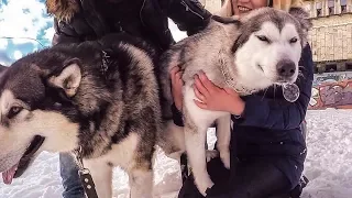 Случка собак / МАЛАМУТЫ СЦЕПИЛИСЬ НА ЦЕЛЫЙ ЧАС