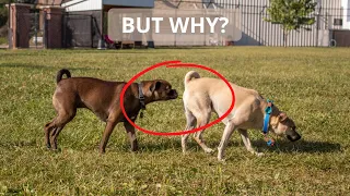 Why Do Dogs Sniff Each Other's Butt? [No Ads]