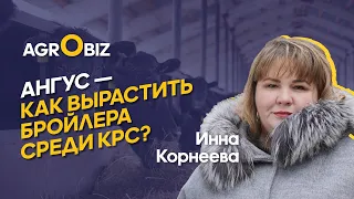 Абердин-Ангусы в Казахстане: реальные привесы, тонкости выращивания, секреты реализации КРС