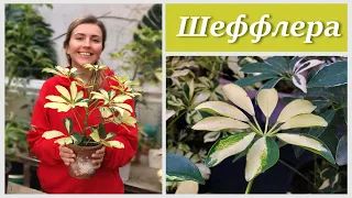 ШЕФФЛЕРА почему чернеют листья 🪴 Уход в домашних условиях 🪴 Популярная Ботаника