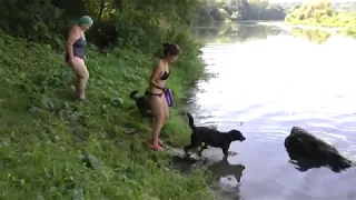 Купание собак в речке