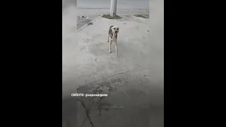 Un perro 🐶 se escapa de su casa y desconoce a su dueño cuando éste lo vuelve a encontrar en la calle