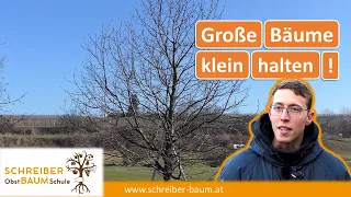 Zu große Obstbäume kleiner schneiden - Kirschbaum klein halten - Obstbaumschnitt