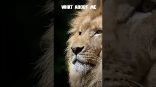 tiger vs lion WhatsApp status !  who is the king 👑