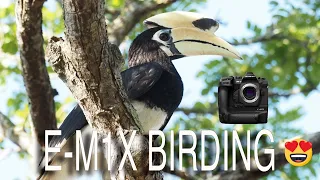 I took Olympus E-M1X out for birding and here's my review!