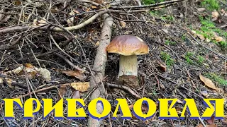 Еталонні білі гриби та лисички. Гриболовля - 13 / Porcini Mushrooms 2023